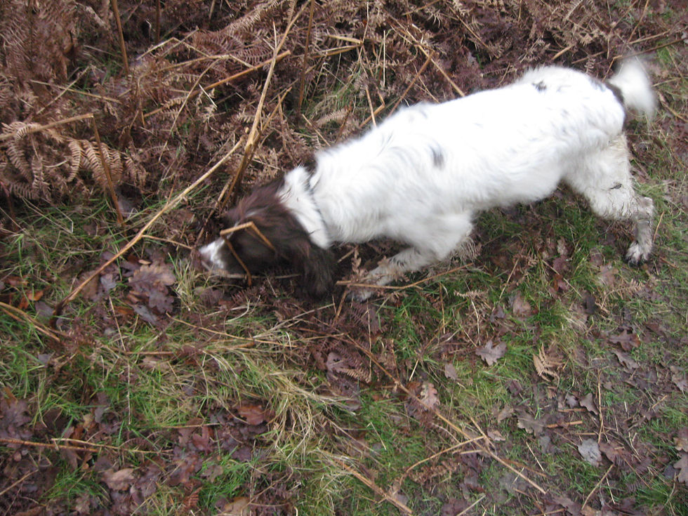 Springer spaniel working in the field