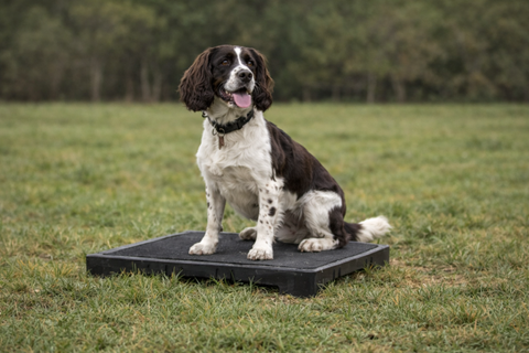Working springer spaniel in placeboard training