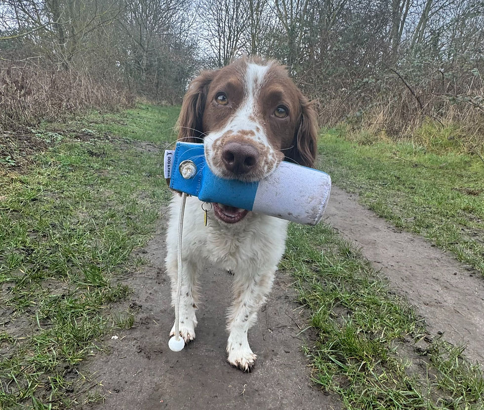 Spaniel retrieve work