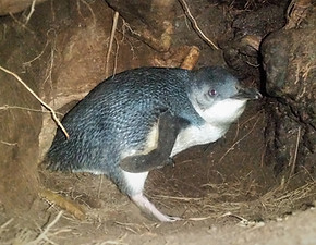 Little Blue Penguin Okarito New Zealand West Coast