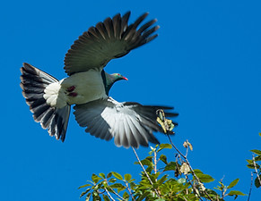 New Zealand Kereru Wood Pigeon In Flight
