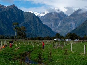 Okarito Plant Project Volunteers Fox Glacier