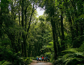 Hikers Under The Rainforest Canopy Fox Glacier West Coast New Zealand