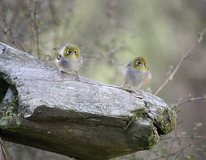 Silver Eyes Birds West Coast New Zealand
