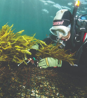restoring-crayweed_cmyk_edited.jpg