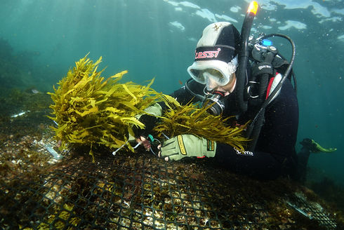 restoring-crayweed-phyllospora-comosa-to-south-bondi_30228916805_o copy.jpg