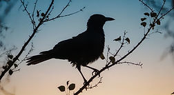 8.Blackbird.jpg