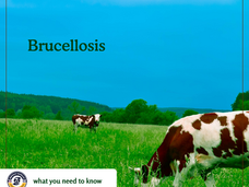 12/10/24 Public Health Education Topic: Brucellosis
