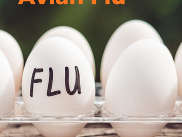 9.8.26 Public Health Education Topic: Avian Influenza