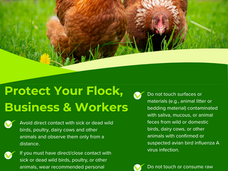 H5N1 Prevention: Protect Your Flock, Business & Workers