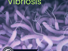 06/10/25 Public Health Education Post: Vibrio