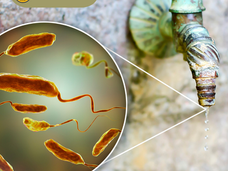 05/06/25 Public Health Education Topic: Cholera/Vibrio Cholera