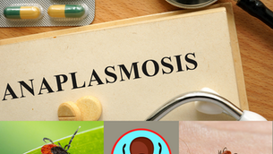 03/10/26 Public Health Education Topic: Anaplasmosis 