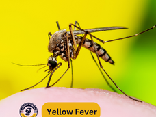 04/22/25 Public Health Education Topic: Yellow Fever