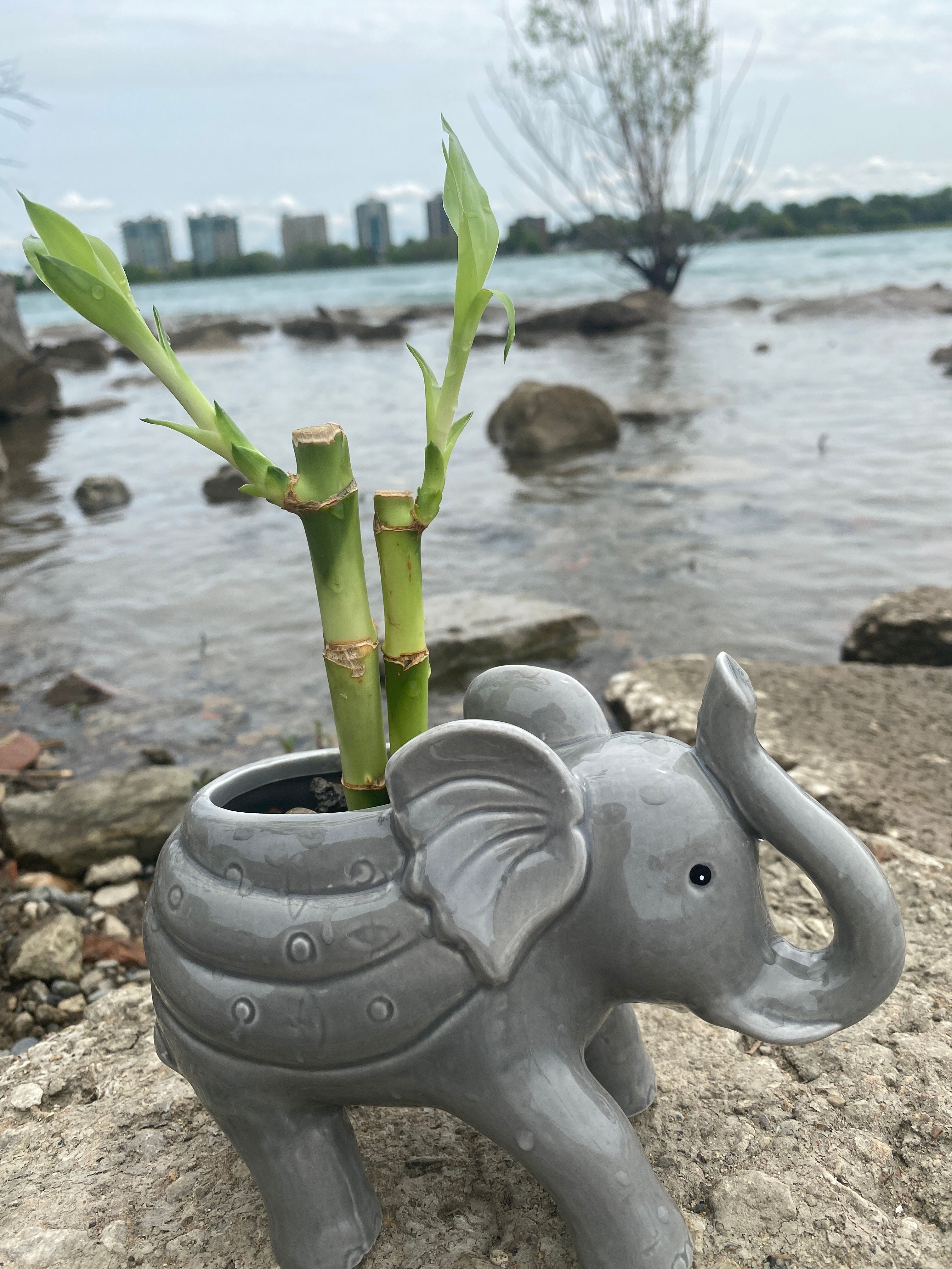 Lucky bamboo plant 