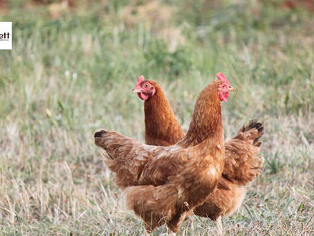 Gà Sasso - Sự Kết Hợp Hoàn Hảo Giữa Vẻ Đẹp và Hiệu Suất Trên Sàn Đá Gà 188bet