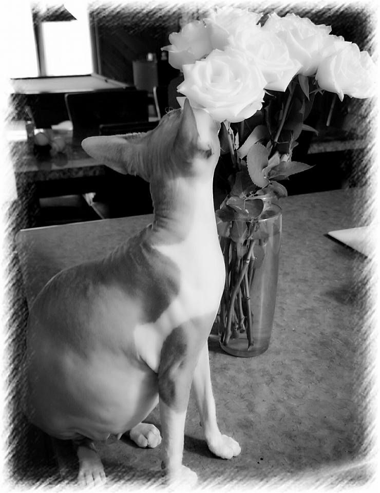 Star Lorde (Sphynx Cat)