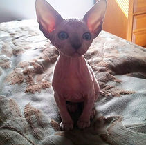 Sphynx|Dwelf|Elf|Bamino|Kittens