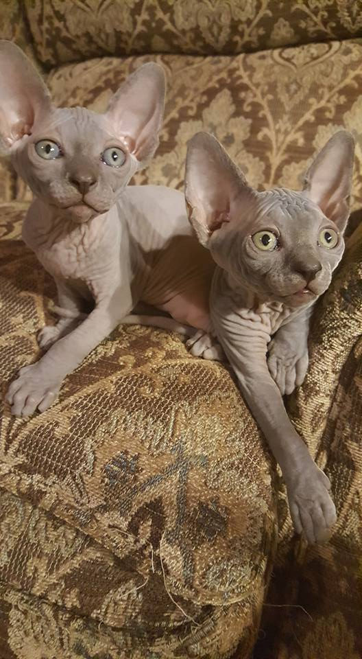 Twin Sphynx Kittens