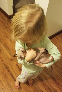 Sphynx|Dwelf|Elf|Bamino|Kittens