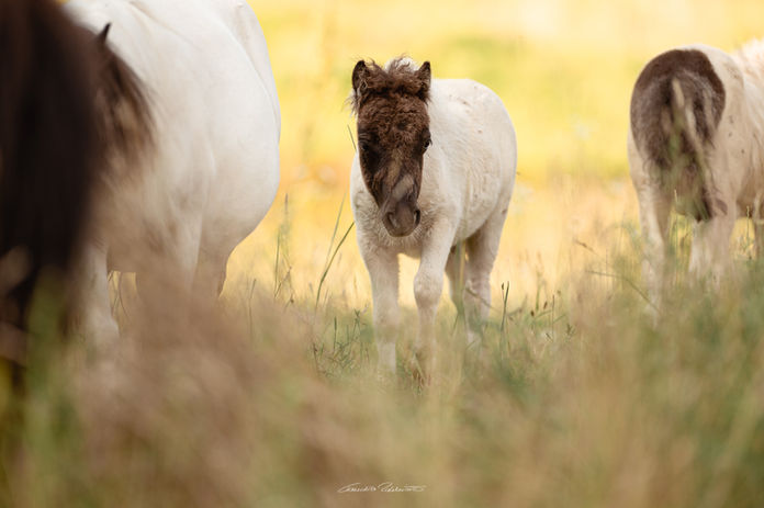 black and white, homozygot, inkspots