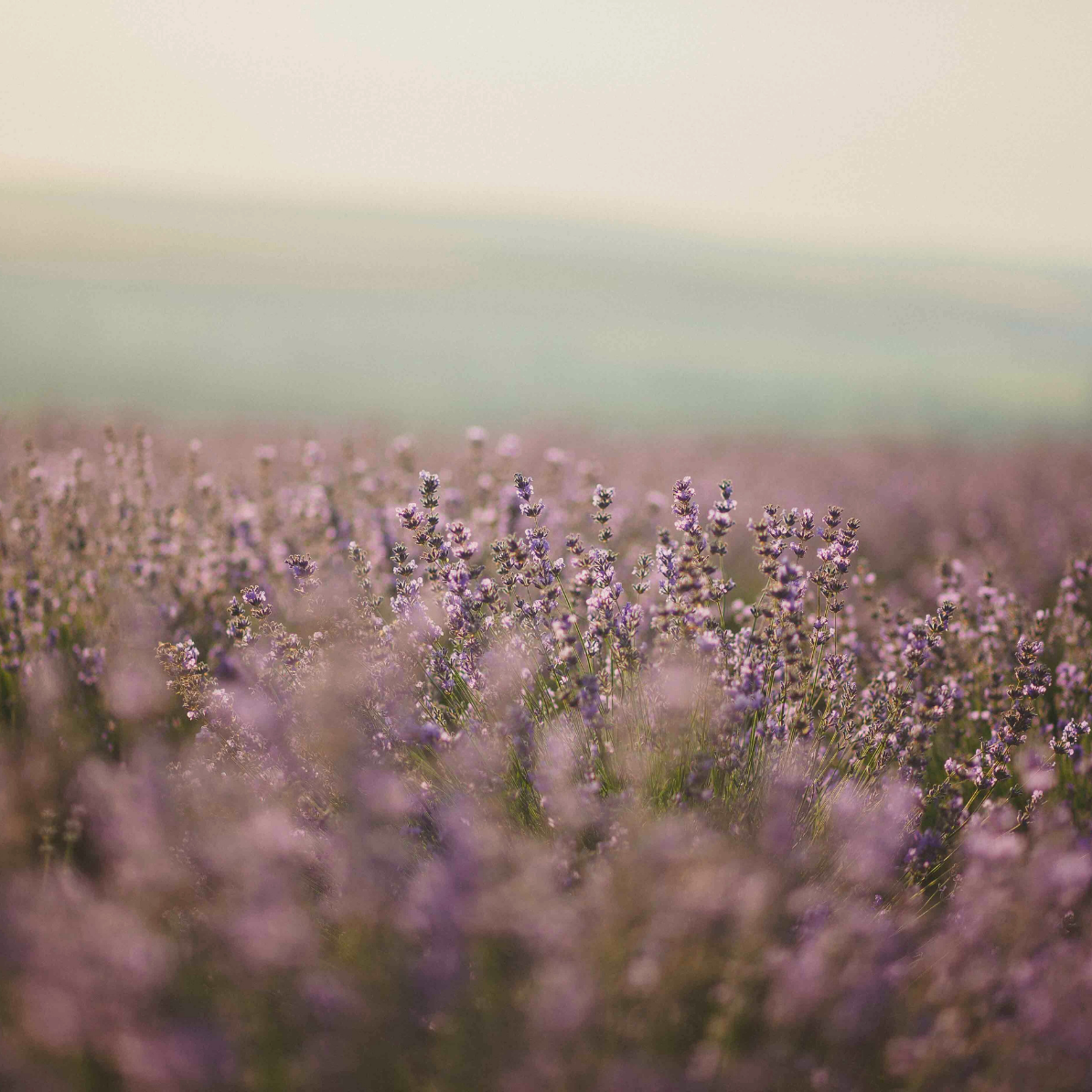 Lavender – a timeless scent for deep relaxation and restful calm