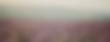 A misty lavender field at dawn, with soft light and gentle hills in the distance — evoking a calm and natural atmosphere