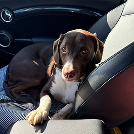 Picture of dog named Bell