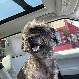 Picture of dog named Bell