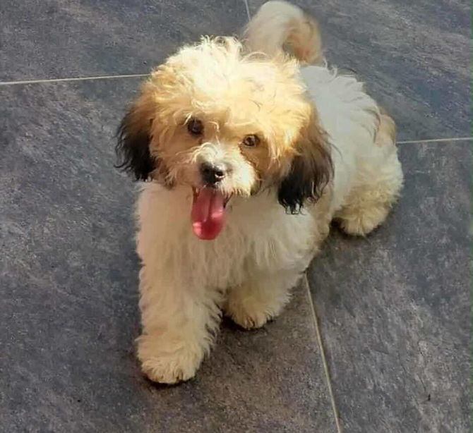 Yin Yin
ADOPTION PENDING