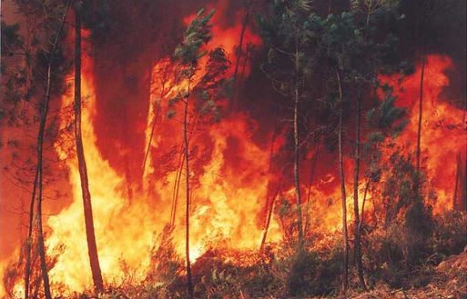 fogo_florestal.jpg