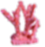 coral.png