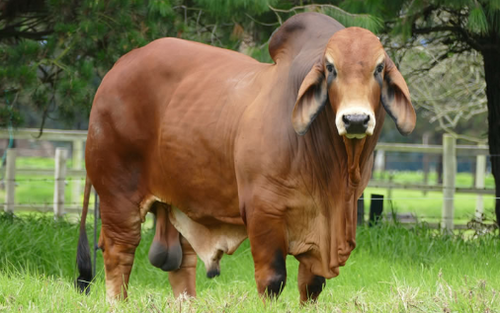 Toro brahman rojo | Mercagro28