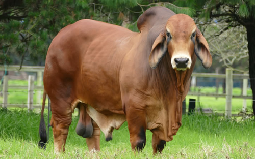 Toro brahman rojo Mercagro28.