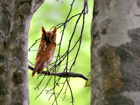 本日19：30から放送！NHKドキュメンタリー番組「Ｓａｙ Ｙｅｅｅａｈ！～鳥取の“精鋭”たち～」