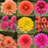 Thumbnail: Moana Dahlia Mix (10 tubers)