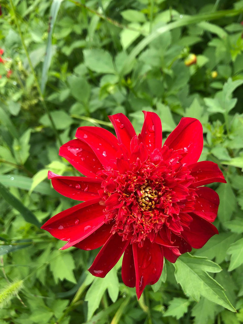Thumbnail: Dahlia SEED Mix