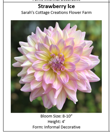 Dahlia様確認用 Dahlia Identification Cards | Sccflowerfarm