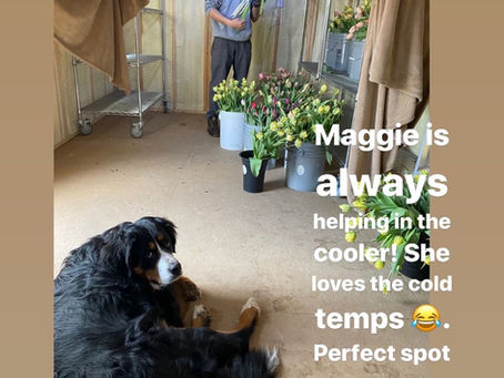 Maggie’s gotta join in on the tulip check. She loves to hang out in the cooler. Lol!