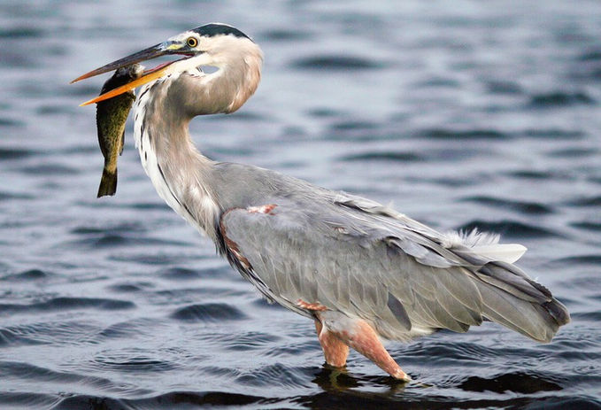 great blue heron.jpeg