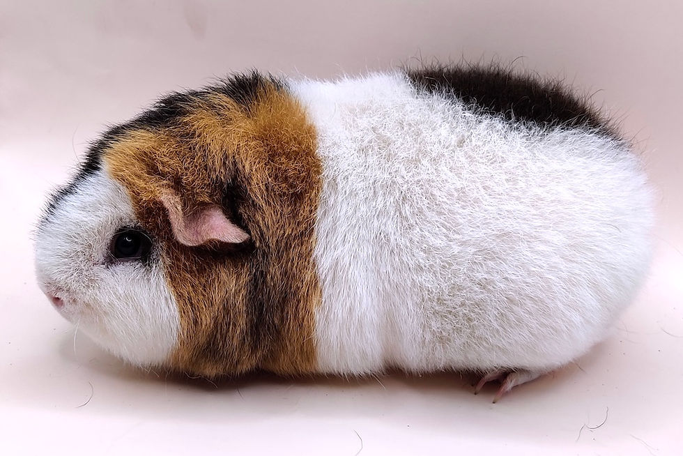 Ester ze Samoty u lesa