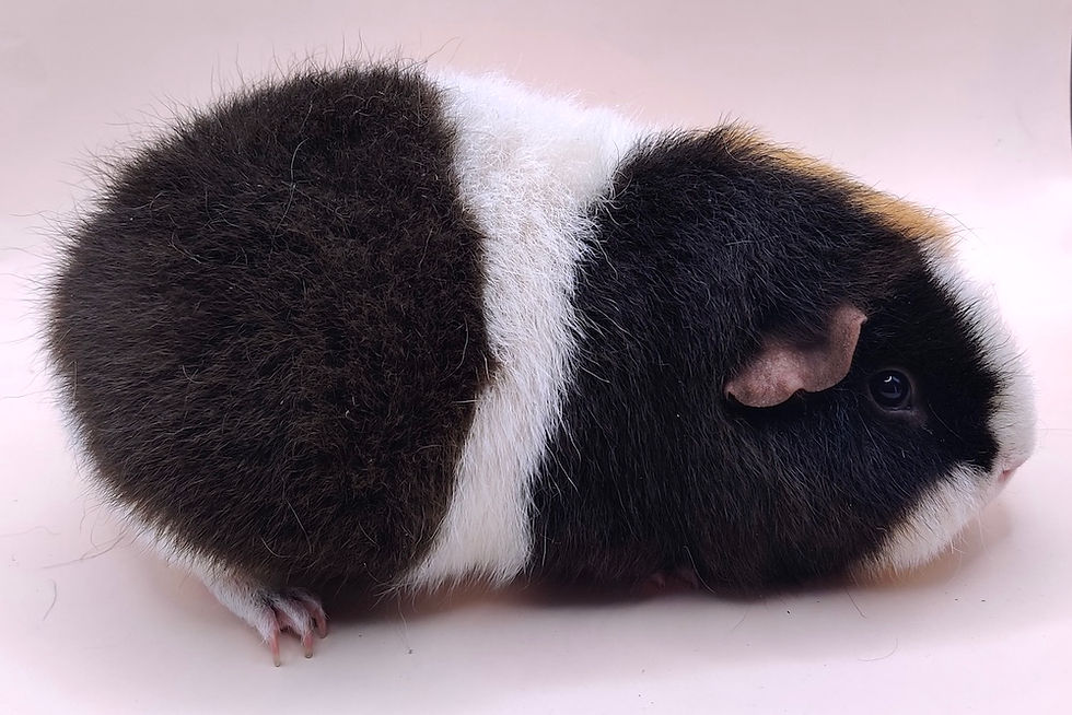 Ester ze Samoty u lesa