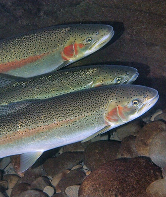 Steelhead_(24354769644)_edited.jpg