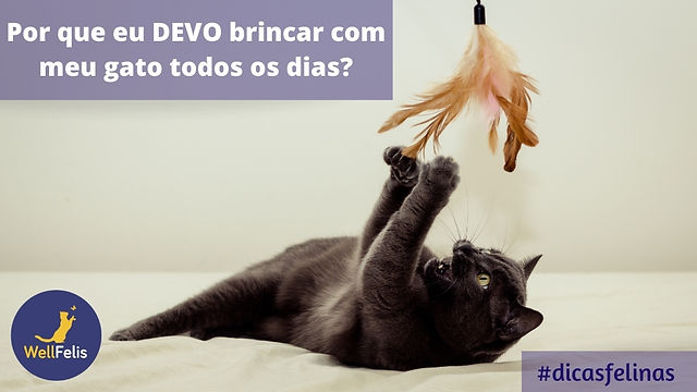 Cat meme Ícone de gato, Gatinhos fofos, Gatos