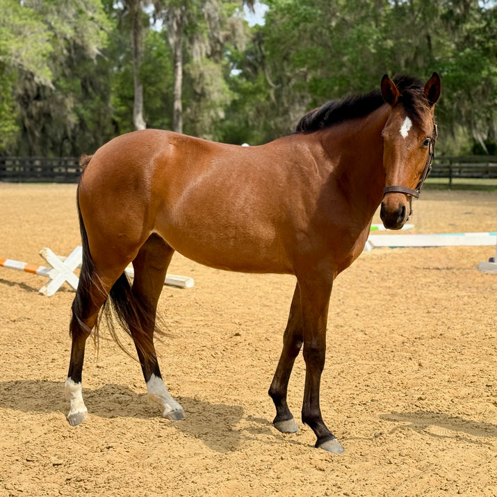 Horse in arena