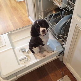 dishwasher molly.jpg