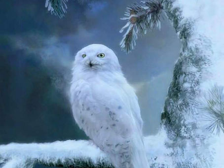 La Civetta: simbologia nella Stregoneria.