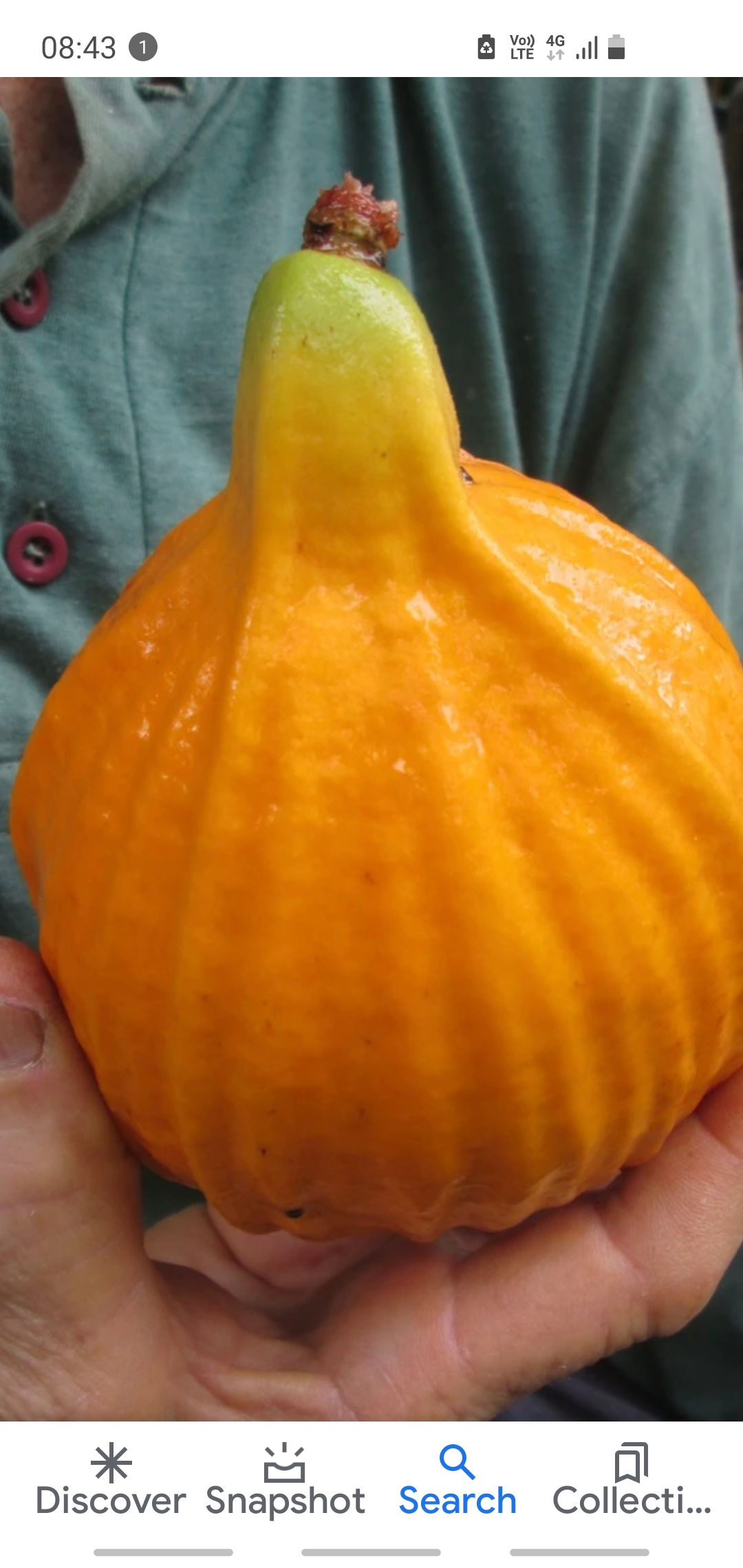 Giant Mulchi Plinia inflata