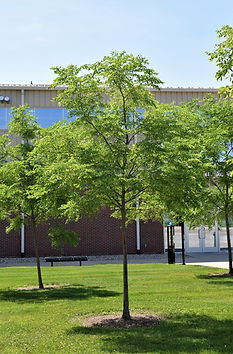 Honeylocust.JPG