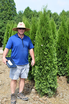 Arborvitae, Emerald Green 6-6.5 foot.JPG